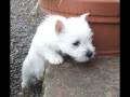 videos de Ruby's Video.wmv