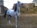 Ligaro op arabieren show 03