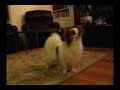 Pretty Papillon