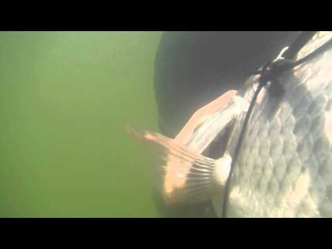 pesca con arpon - pesca de mojarra tilapia con arpon en el rio balsas, peso aproximado un kilogramo.