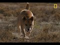 Dingo vs. Kangaroo