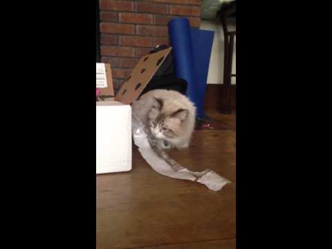My ragdoll cat eats tape