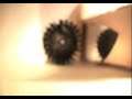 Acherontia