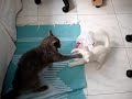 O super gato da capa de pl�stico