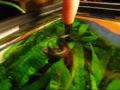 The Betta Fish, \"Fish\", Jumping for Food