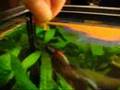 The Betta Fish, Fish, Jumping for Food