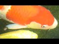 Koi- Der Farbkarpfen