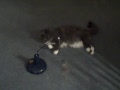 Recorded on November 6, 2009 using a Flip Video camcorder.