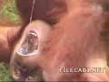 Monkey Urinating in Mouth