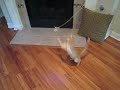 crazed kitty 003.AVI crazed kitty 003.AVI