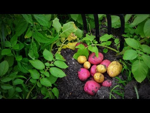 how to harvest new potatoes