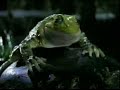 Budweiser Lizards- The Frogs Revenge