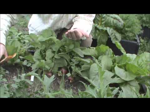 how to replant radishes