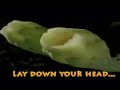 Zain Bhikha - Lay Down Your Head