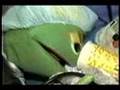 Bernard, the Hospital Puppet - Pre-Op Teaching, 1980