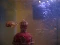 Horny Guppy Horny Guppy