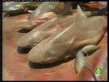 Matanza de tiburones en Mexico Matanza de tiburones en Mexico