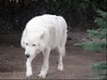 To The White Wolf To The White Wolf
