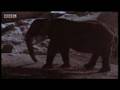 videos de BBC Animals: Cave Under Construction - Elephants at Work! - Elephant Cave