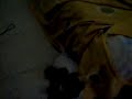Mi perro luchador jaja