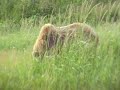 Grizzy bears at Hallo Bay Bear Camp