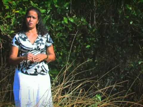 Vivir con y del manglar en Veracruz 