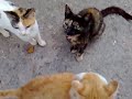 GATOS MAULLANDO
