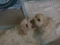 a zase rva?ka.MP4
