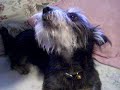 Charlie\