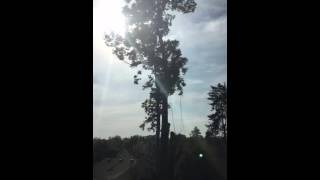 Tree Removal Time Lapse
