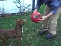 juego de perros