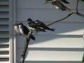 videos de Tree Swallows