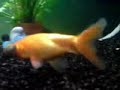 Habbi, the alien goldfish