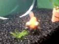 Habbi, the alien goldfish