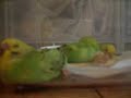 baby budgies\ baby budgies\