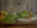 baby budgies' siesta
