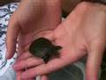 Our Turtles