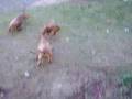 videos de cachorro brincando briga pinscher