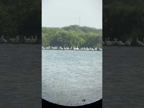 以手機即可攝得黑面琵鷺群棲息的精彩畫面