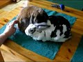 Rabbit Bonding Session