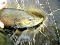 videos de Monster 35 inch Brown Trout