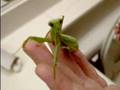 Sick Praying Mantis