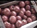 tomate