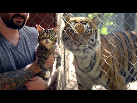 Bub Meets Tigers!!!