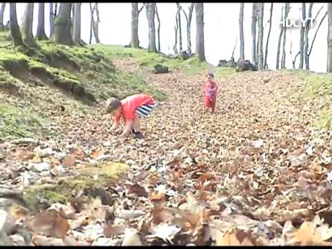 Harry and Charlie - Running in the Leaves