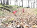 Harry and Charlie - Running in the Leaves