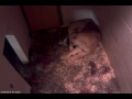 Lion cubs webcam