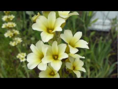 how to transplant snowdrops in the green