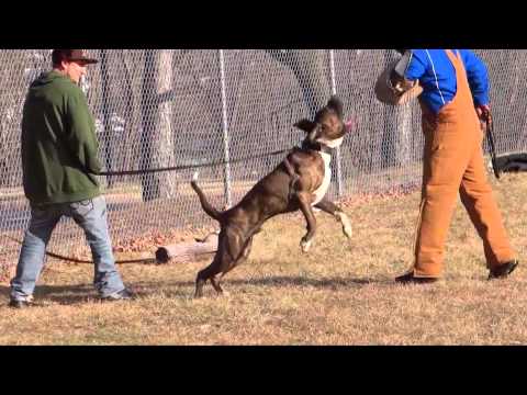 fila brasileiro
