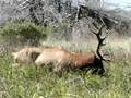 Elk Redwood NP